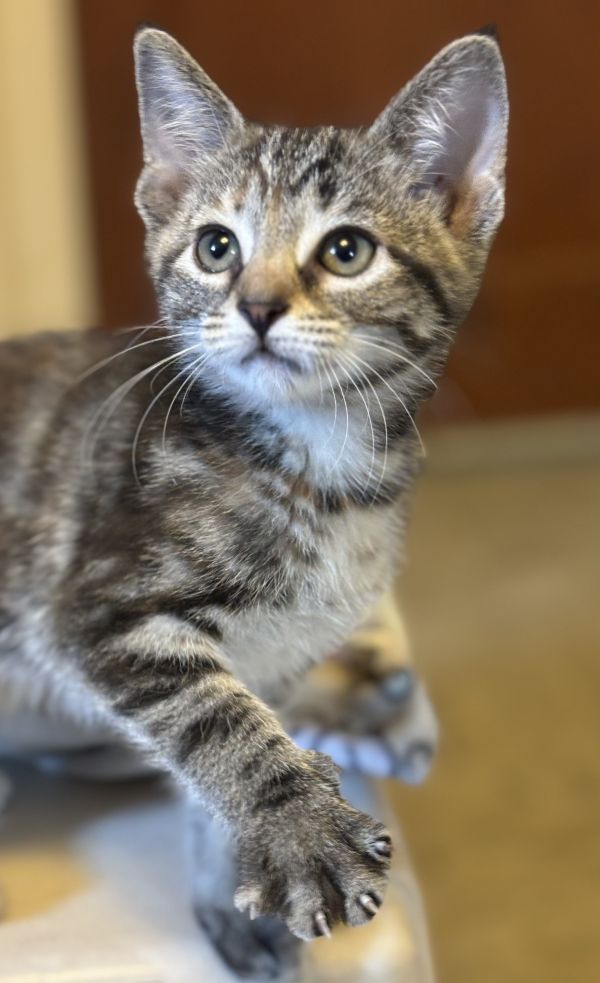 Pepper