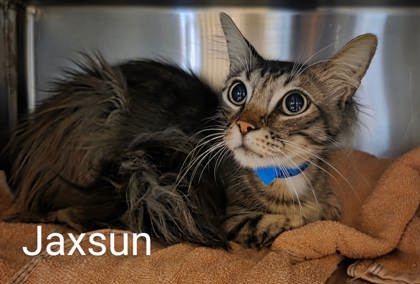 Jaxsun