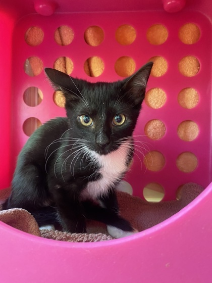 Binx