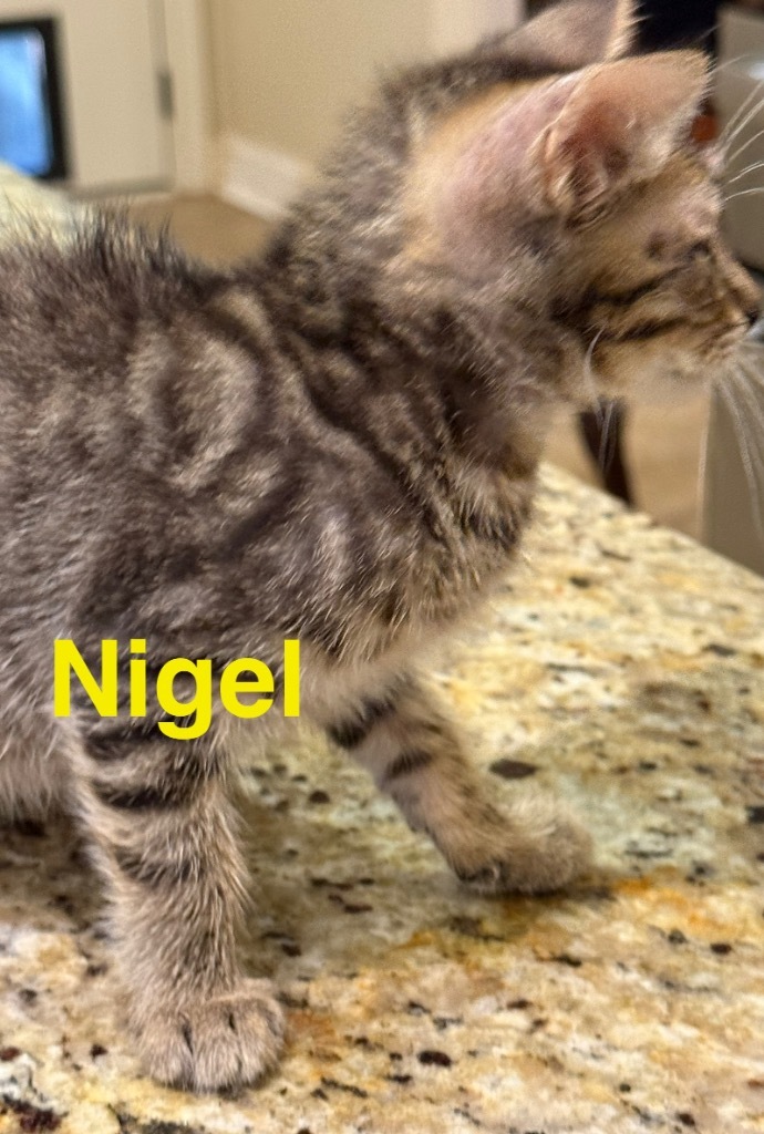 Nigel