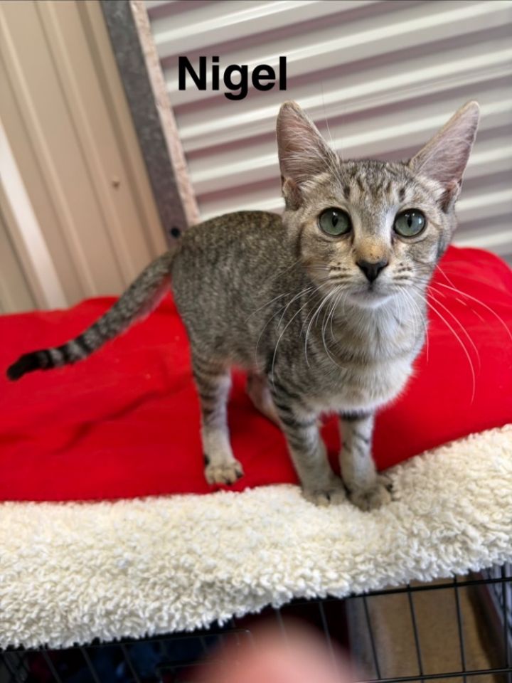Nigel 1