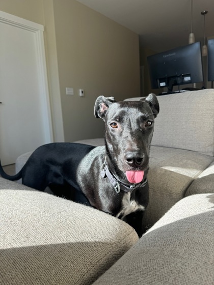 Sadie