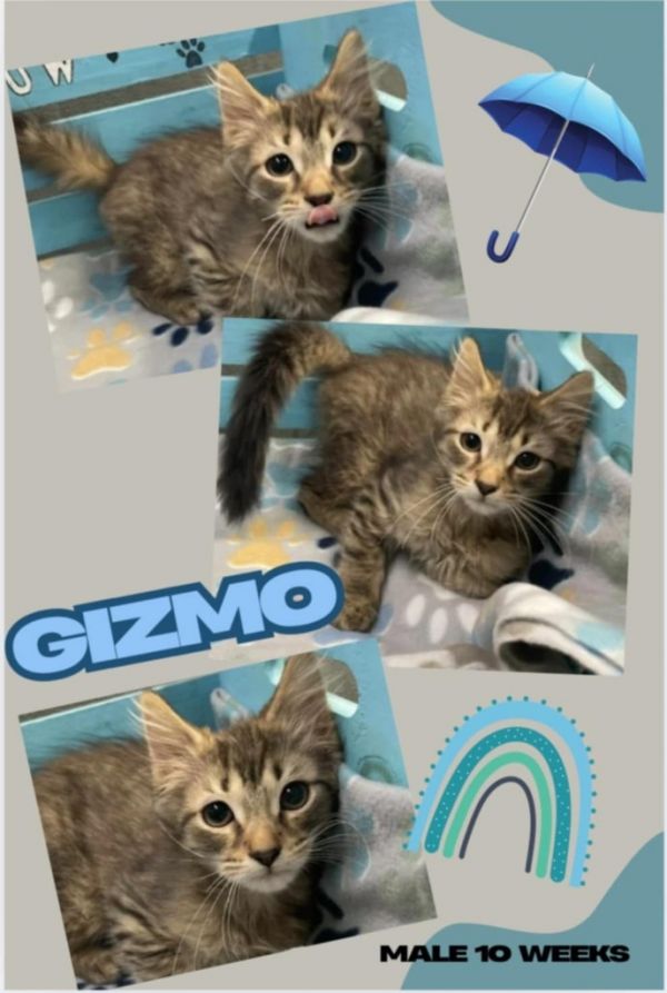 Gizmo