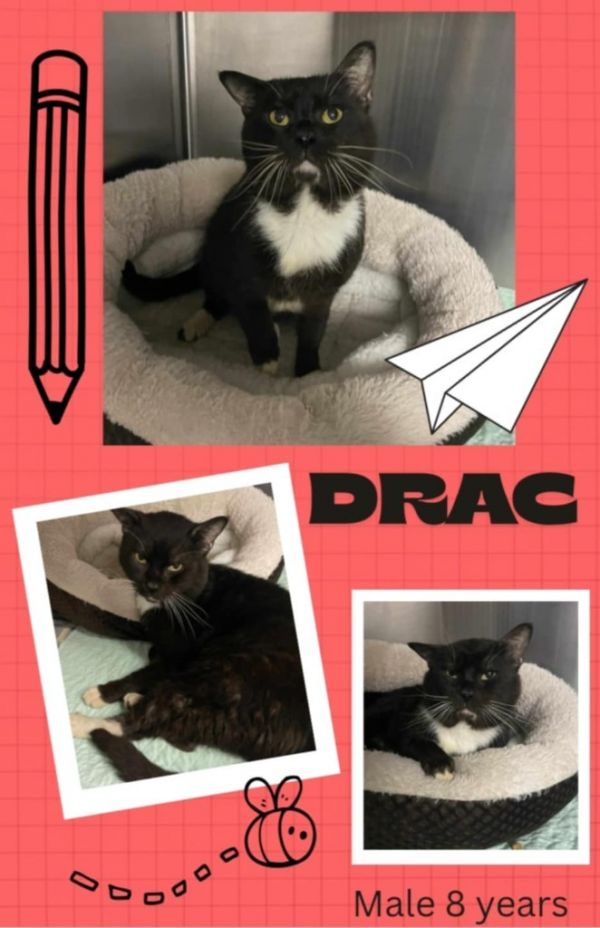 Drac