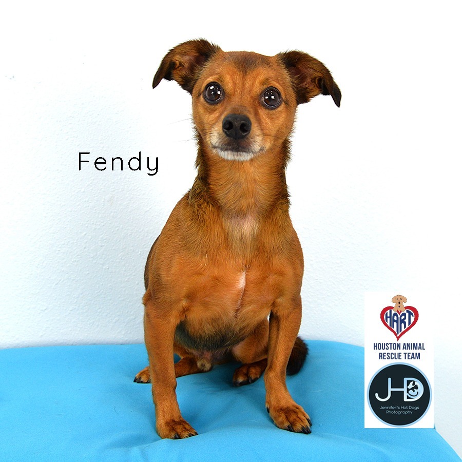 Fendy