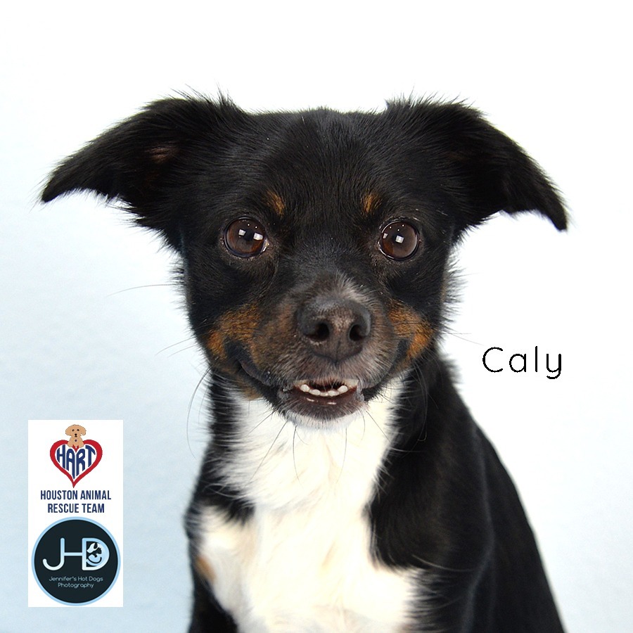Caly