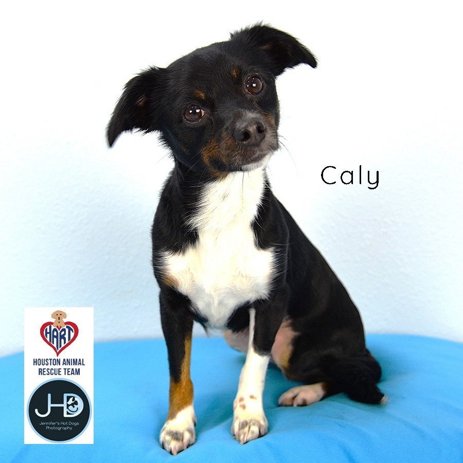 Caly