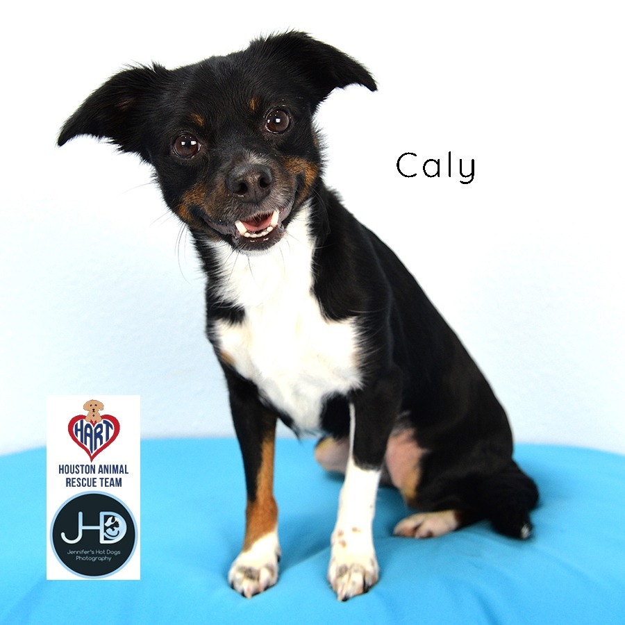 Caly
