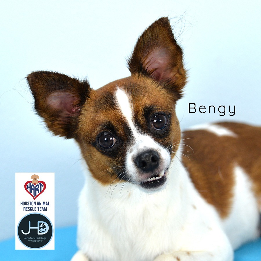 Bengy
