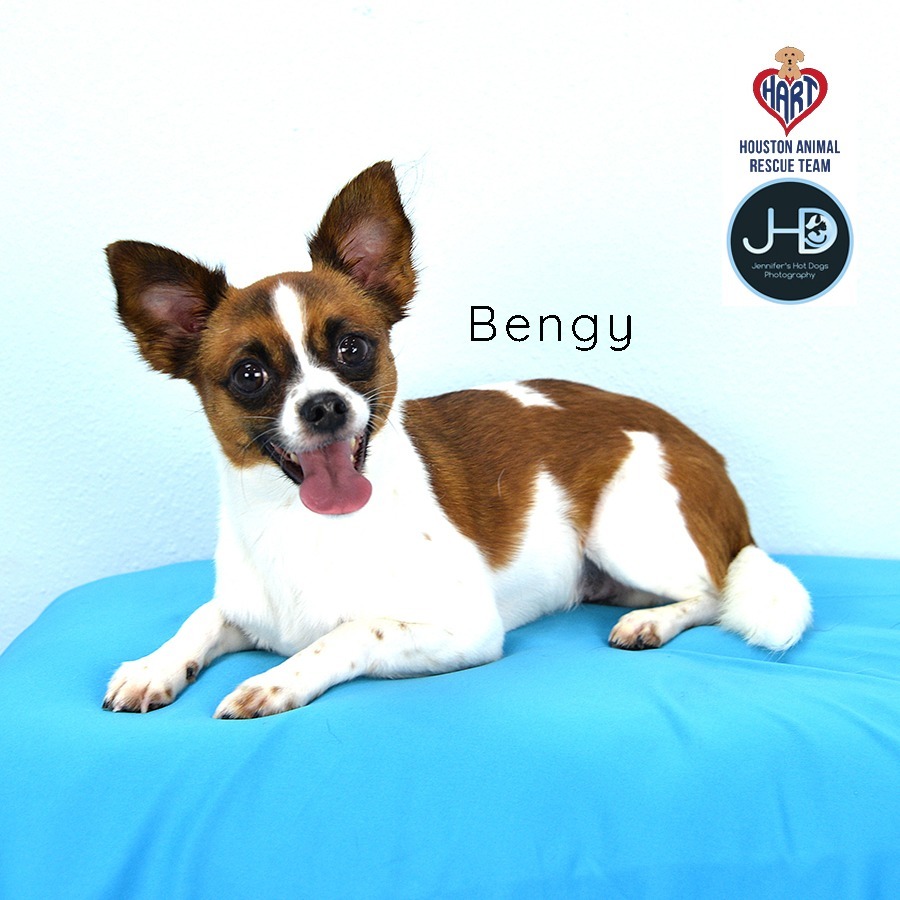 Bengy