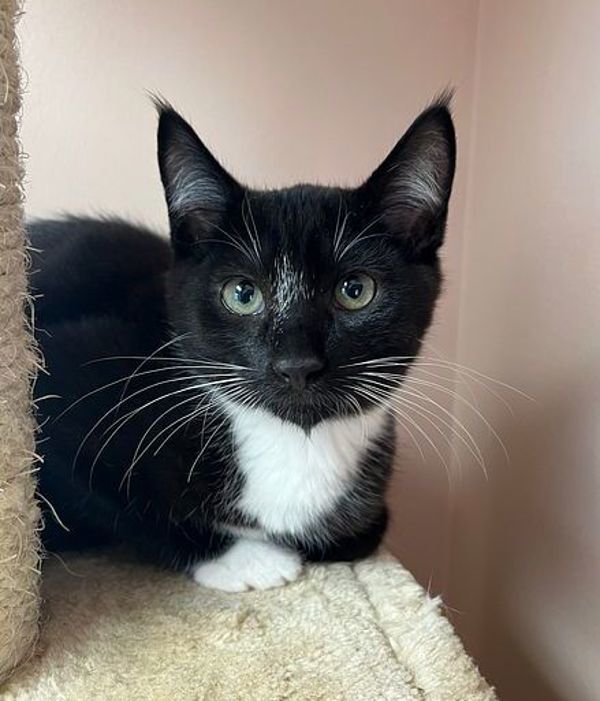 Sardine, an adoptable Domestic Short Hair in Great Falls, MT, 59405 | Photo Image 1