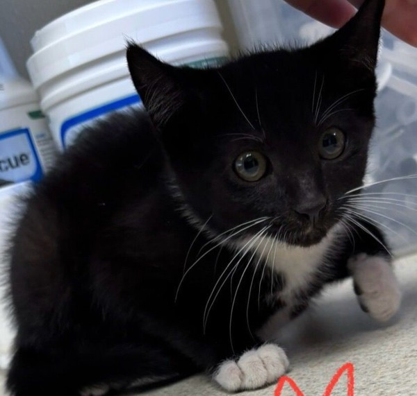 Mako, an adoptable Domestic Short Hair in Great Falls, MT, 59405 | Photo Image 1