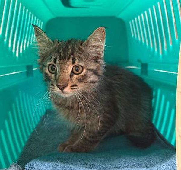 Koi, an adoptable Domestic Medium Hair in Great Falls, MT, 59405 | Photo Image 1