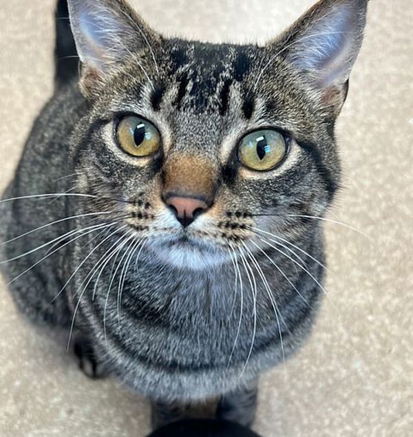 Leif, an adoptable Domestic Short Hair in Great Falls, MT, 59405 | Photo Image 1