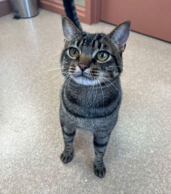 Leif, an adoptable Domestic Short Hair in Great Falls, MT, 59405 | Photo Image 2