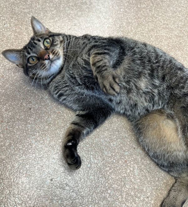 Leif, an adoptable Domestic Short Hair in Great Falls, MT, 59405 | Photo Image 3