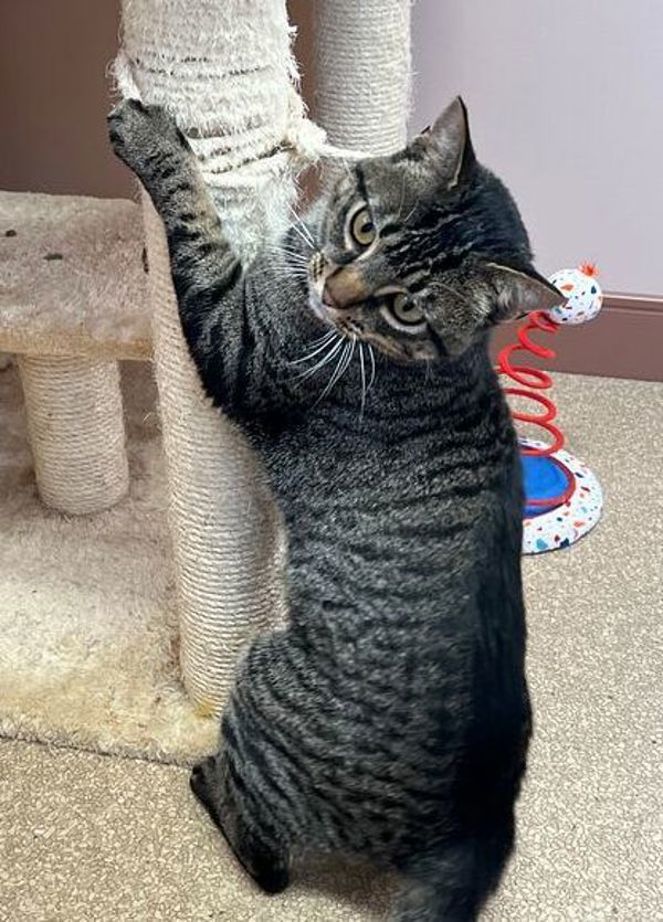Leif, an adoptable Domestic Short Hair in Great Falls, MT, 59405 | Photo Image 4
