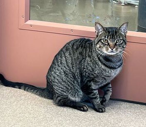 Leif, an adoptable Domestic Short Hair in Great Falls, MT, 59405 | Photo Image 5