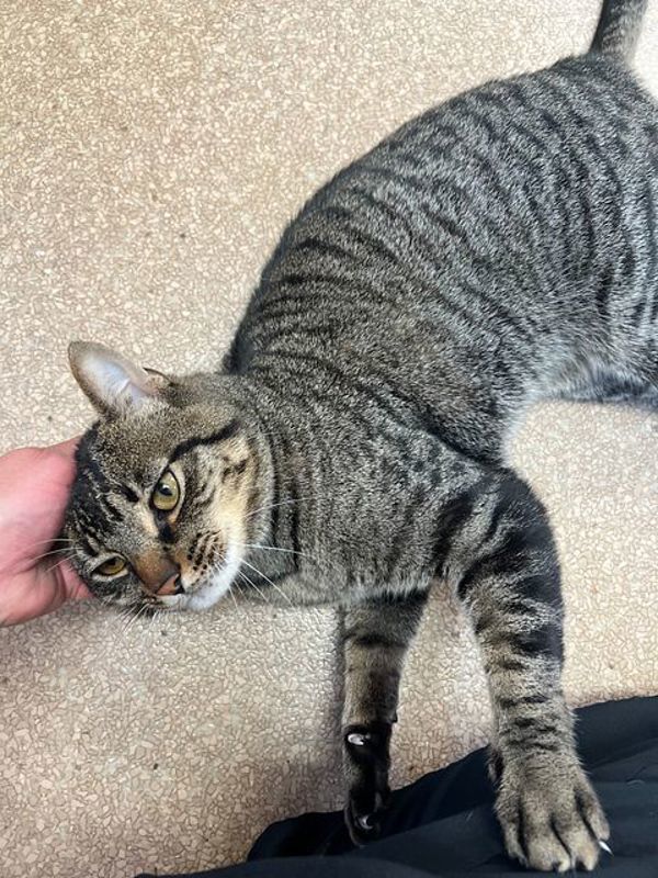 Leif, an adoptable Domestic Short Hair in Great Falls, MT, 59405 | Photo Image 6