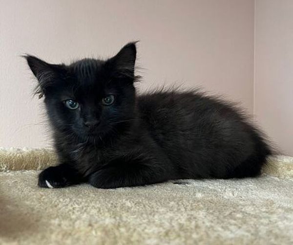 Fisher, an adoptable Domestic Medium Hair in Great Falls, MT, 59405 | Photo Image 1