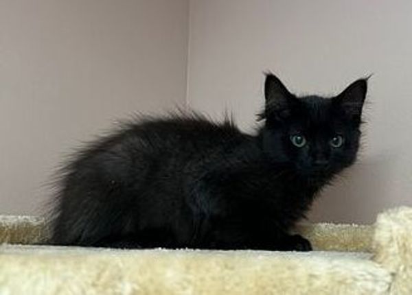Fisher, an adoptable Domestic Medium Hair in Great Falls, MT, 59405 | Photo Image 2