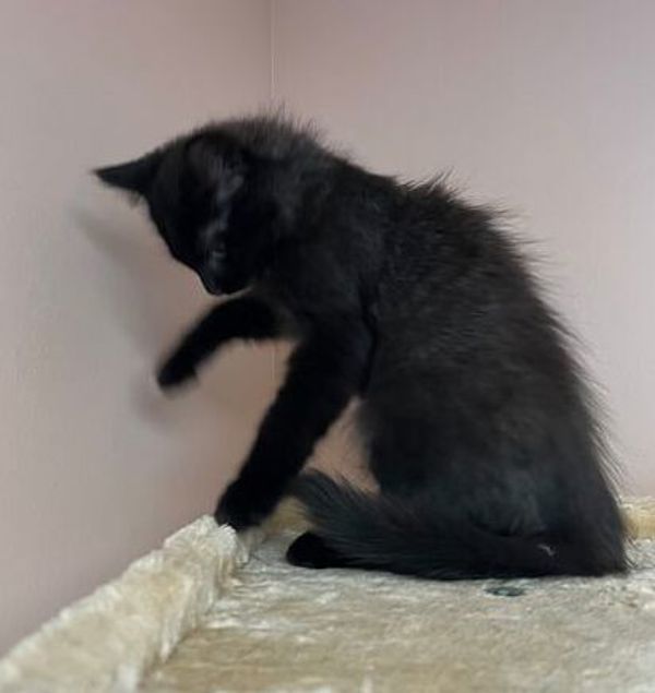 Fisher, an adoptable Domestic Medium Hair in Great Falls, MT, 59405 | Photo Image 3
