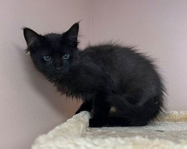 Fisher, an adoptable Domestic Medium Hair in Great Falls, MT, 59405 | Photo Image 4