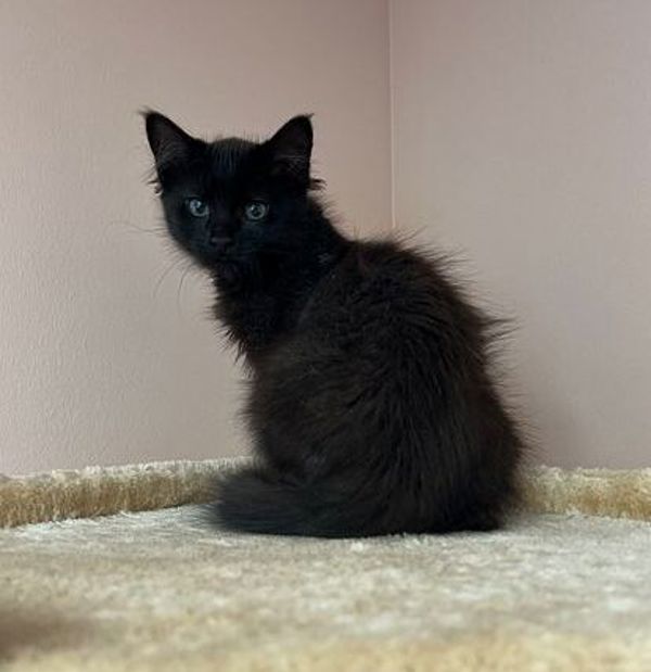 Fisher, an adoptable Domestic Medium Hair in Great Falls, MT, 59405 | Photo Image 5