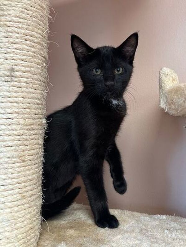 Aqua, an adoptable Domestic Short Hair in Great Falls, MT, 59405 | Photo Image 1