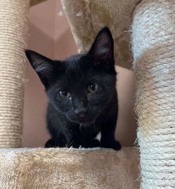 Aqua, an adoptable Domestic Short Hair in Great Falls, MT, 59405 | Photo Image 2