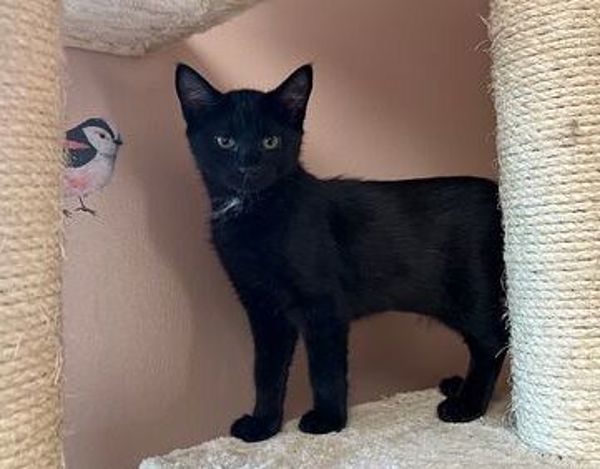 Aqua, an adoptable Domestic Short Hair in Great Falls, MT, 59405 | Photo Image 3