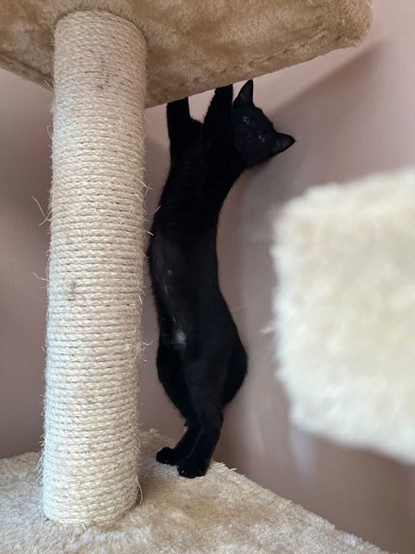 Aqua, an adoptable Domestic Short Hair in Great Falls, MT, 59405 | Photo Image 4