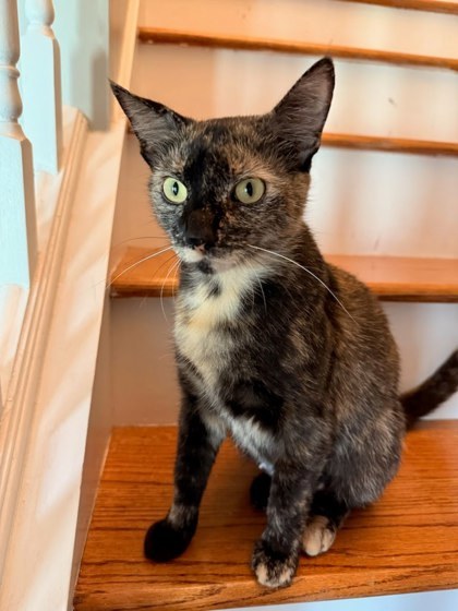 Nala