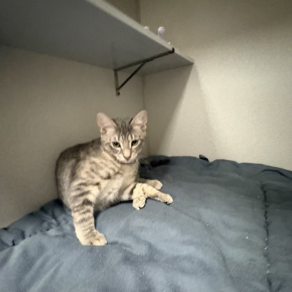 Rikki