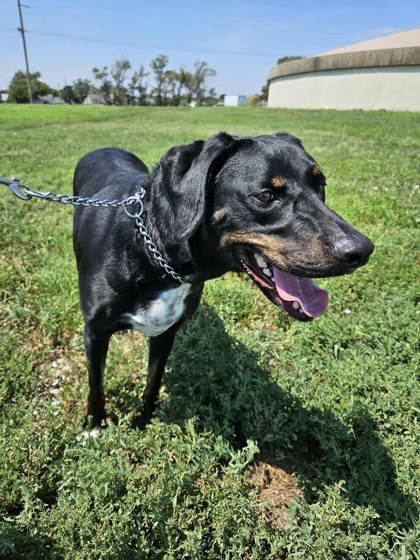 Chance, an adoptable Labrador Retriever, Mixed Breed in McCook, NE, 69001 | Photo Image 1