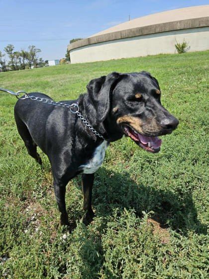 Chance, an adoptable Labrador Retriever, Mixed Breed in McCook, NE, 69001 | Photo Image 2