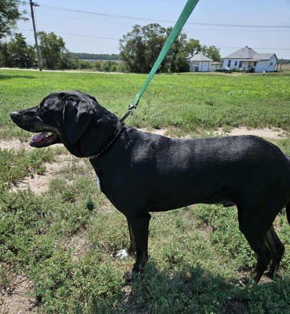 Chance, an adoptable Labrador Retriever, Mixed Breed in McCook, NE, 69001 | Photo Image 3