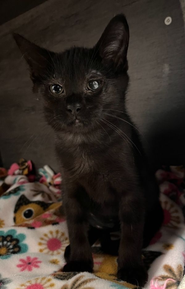 Nyxy