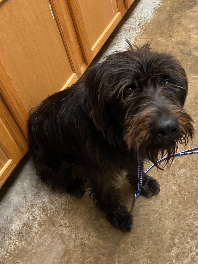 Archie
