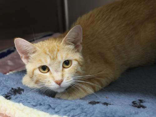 Pumpkin, an adoptable Domestic Short Hair in Thief River Falls, MN, 56701 | Photo Image 1