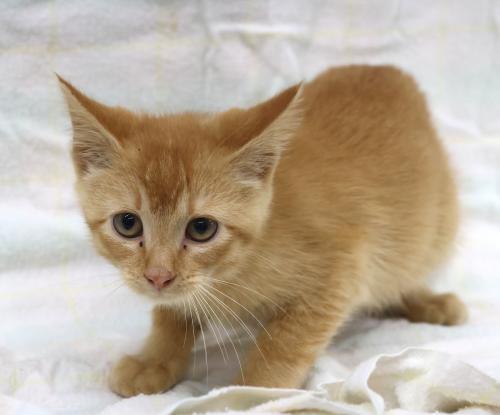 Cheddar