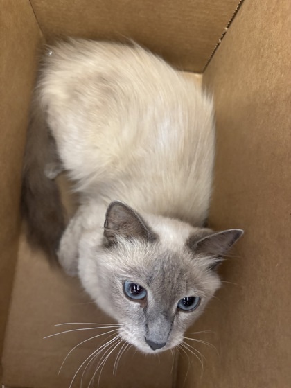 Pretty Girl (Leuk +) (Adopted)