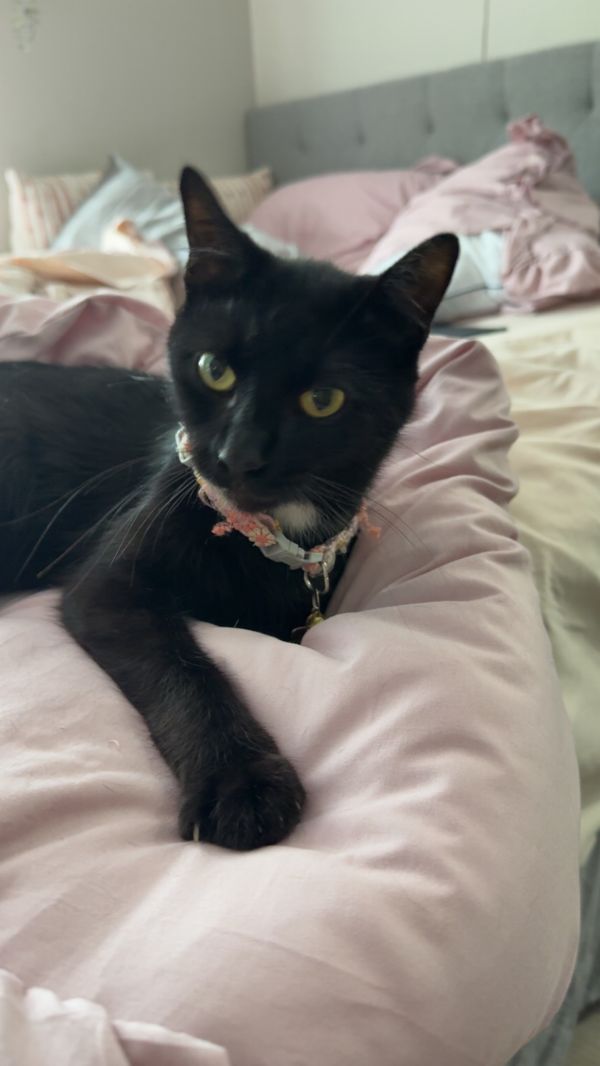 JuJu