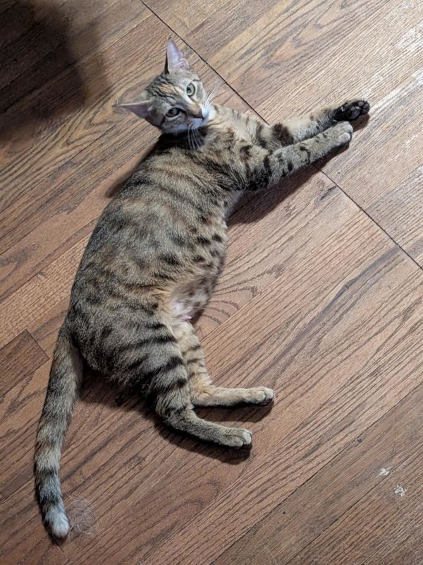 Velcro (Available for pre-adoption)