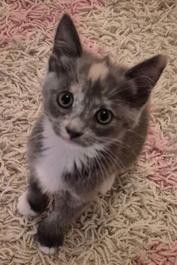 Bella