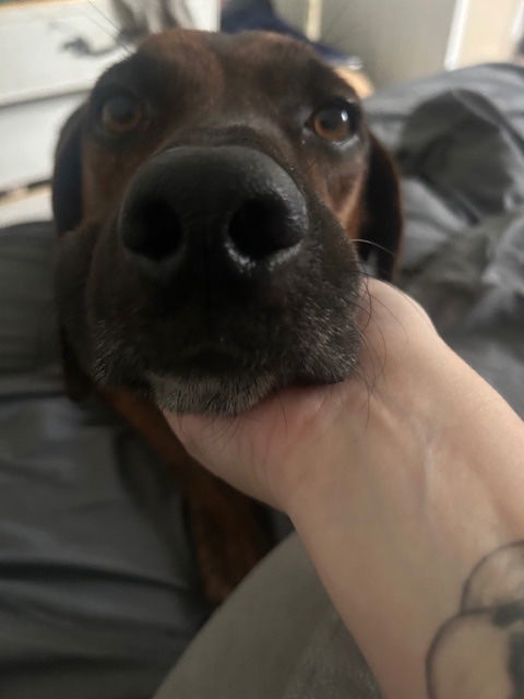 Bobo