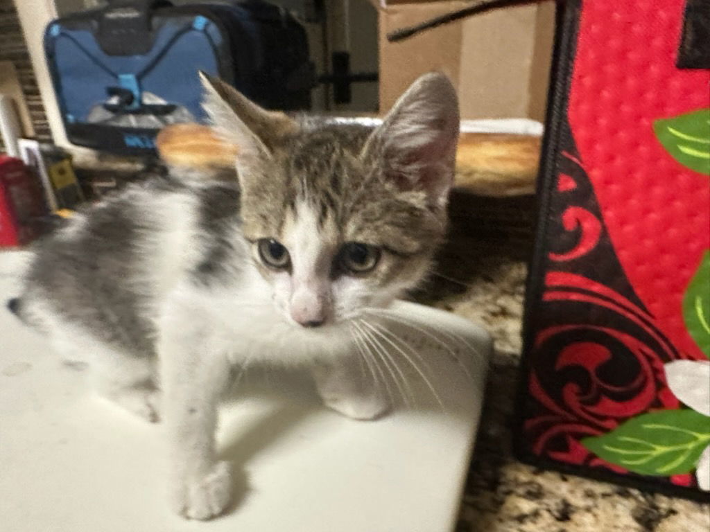 Tinkerbell