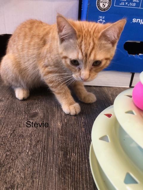 C289 Litter Stevie