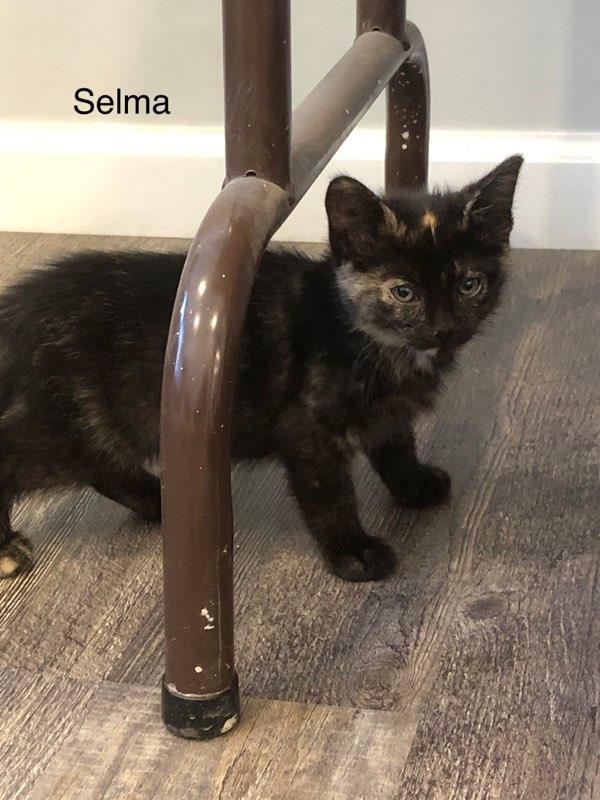 C290 Litter Selma
