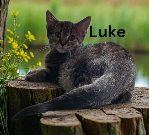 Luke